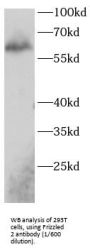 Frizzled 2 (FZD2) Antibody