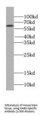 GAB3-Specific Antibody