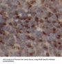 GAB3-Specific Antibody