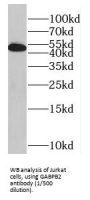 GA Binding Protein Subunit Beta 2 (GABPB2) Antibody