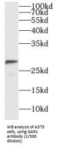 H/ACA Ribonucleoprotein Complex Subunit 1 (GAR1) Antibody