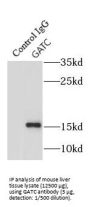 Glutamyl-tRNA(Gln) Amidotransferase Subunit C, Mitochondrial (GATC) Antibody