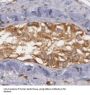 Nuclear Receptor Subfamily 6 Group A Member 1 (NR6A1) Antibody