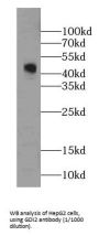 GDP Dissociation Inhibitor 2 (GDI2) Antibody