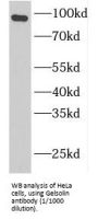 Gelsolin (GSN) Antibody