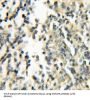GTPase IMAP Family Member 5 (GIMAP5) Antibody