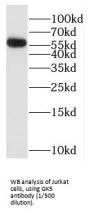 Putative Glycerol Kinase 5 (GK5) Antibody