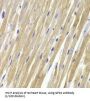Glycerol-3-Phosphate Dehydrogenase 1 (GPD1) Antibody