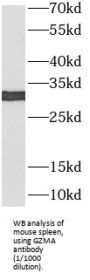 Granzyme A (GZMA) Antibody