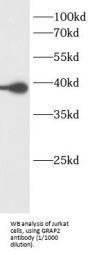 GRB2 Related Adaptor Protein 2 (GRAP2) Antibody
