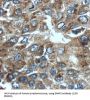 GRB2 Related Adaptor Protein 2 (GRAP2) Antibody