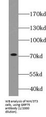 Stress-70 Protein, Mitochondrial (HSPA9) Antibody