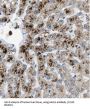 2-Hydroxyacyl-CoA Lyase 1 (HACL1) Antibody