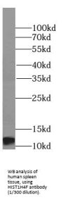 Histone H4 (HIST1H4F) Antibody