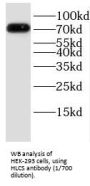 Biotin-Protein Ligase (HLCS) Antibody