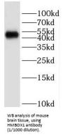 HMG-Box Transcription Factor 1 (HMBOX1) Antibody