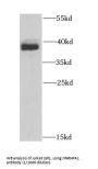 Heterogeneous Nuclear Ribonucleoprotein A1 (HNRNPA1) Antibody