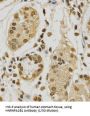 Heterogeneous Nuclear Ribonucleoprotein A2/B1 (HNRNPA2B1) Antibody