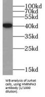 Heterogeneous Nuclear Ribonucleoprotein A3 (HNRNPA3) Antibody