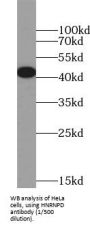 Heterogeneous Nuclear Ribonucleoprotein D (HNRNPD) Antibody