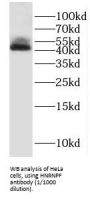 Heterogeneous Nuclear Ribonucleoprotein F (HNRNPF) Antibody