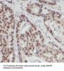 Heterogeneous Nuclear Ribonucleoprotein F (HNRNPF) Antibody