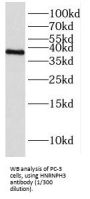 Heterogeneous Nuclear Ribonucleoprotein H3 (HNRNPH3) Antibody