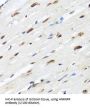 Heterogeneous Nuclear Ribonucleoprotein R (HNRNPR) Antibody