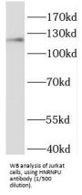 Heterogeneous Nuclear Ribonucleoprotein U (HNRNPU) Antibody