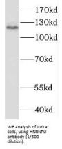 Heterogeneous Nuclear Ribonucleoprotein U (HNRNPU) Antibody