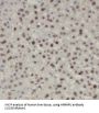 Heterogeneous Nuclear Ribonucleoprotein U (HNRNPU) Antibody