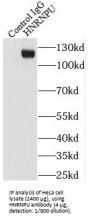Heterogeneous Nuclear Ribonucleoprotein U (HNRNPU) Antibody