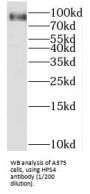 Hermansky-Pudlak Syndrome 4 Protein (HPS4) Antibody