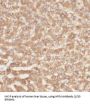 Hermansky-Pudlak Syndrome 4 Protein (HPS4) Antibody