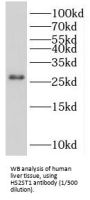 Heparan Sulfate 2-O-Sulfotransferase 1 (HS2ST1) Antibody