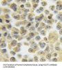 Heparan Sulfate 2-O-Sulfotransferase 1 (HS2ST1) Antibody