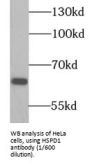 Heat Shock 60 kDa Protein 1, Chaperonin / HSP60 (HSPD1) Antibody