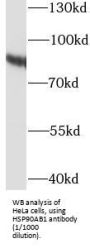 Heat Shock Protein 90kDa Alpha B1 (HSP90AB1) Antibody