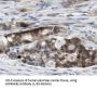 Heat Shock Protein 90kDa Alpha B1 (HSP90AB1) Antibody