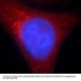 Heat Shock Protein 90kDa Alpha B1 (HSP90AB1) Antibody