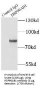 Heat Shock Protein 90kDa Alpha B1 (HSP90AB1) Antibody