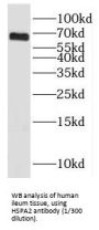 Heat Shock-Related 70 kDa Protein 2 (HSPA2) Antibody