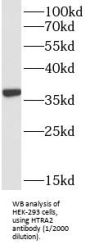 Serine Protease HTRA2, Mitochondrial (HTRA2) Antibody