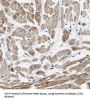 humanin Antibody