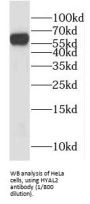 Hyaluronidase-2 (HYAL2) Antibody