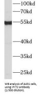 Interferon Induced Protein With Tetratricopeptide Repeats 2 (IFIT2) Antibody
