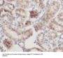 Interferon Induced Protein With Tetratricopeptide Repeats 2 (IFIT2) Antibody