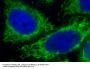 Interferon Induced Protein With Tetratricopeptide Repeats 2 (IFIT2) Antibody