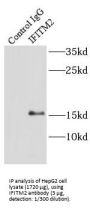 Interferon Induced Transmembrane Protein 2 (IFITM2) Antibody