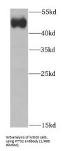 Intraflagellar Transport Protein 52 Homolog (IFT52) Antibody
